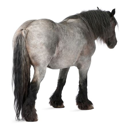 八月桂花遍地开