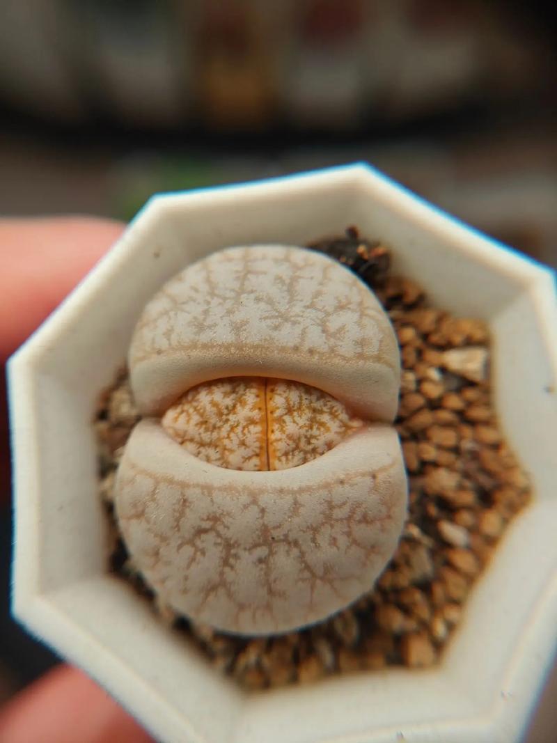 刀剑神域：剧场版序列争战