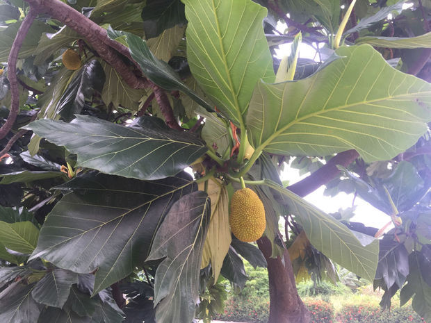 八步半喜怒哀乐(粤语版)