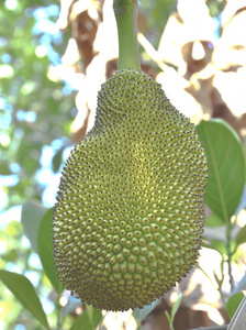 八面修罗之九重锁